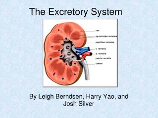 The Excretory System