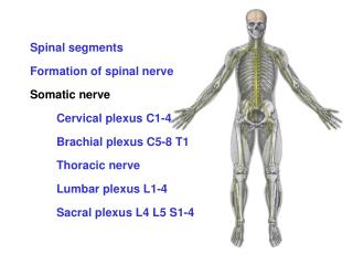 Formation of spinal nerve