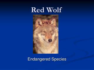 Red Wolf