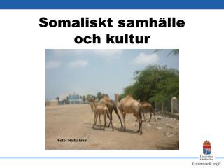 Somaliskt samhälle och kultur
