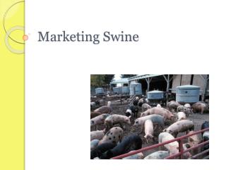 Marketing Swine