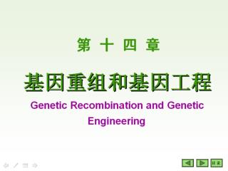 第一节 DNA 的重组 DNA Recombination