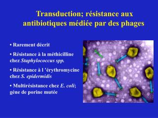 Transduction; résistance aux antibiotiques médiée par des phages