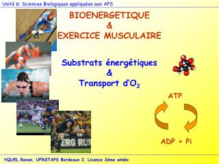 BIOENERGETIQUE &amp; EXERCICE MUSCULAIRE
