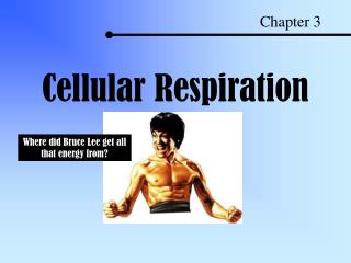 Cellular Respiration