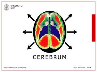 Cerebrum, en BAS