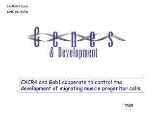 CXCR4 and Gab1 cooperate to control the development of migrating muscle progenitor cells.