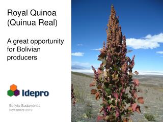 Royal Quinoa (Quinua Real) A great opportunity for Bolivian producers