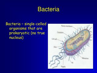 Bacteria