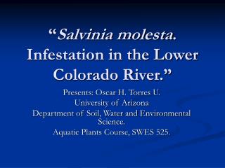 “ Salvinia molesta . Infestation in the Lower Colorado River.”