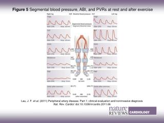 Figure 5 Segmental blood pressure, ABI, and PVRs at rest and after exercise
