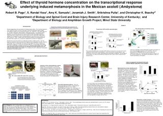 USING SALAMANDER IN BIOMONITORING AND CHARACTERIZING DISRUPTED DEVELOPMENT