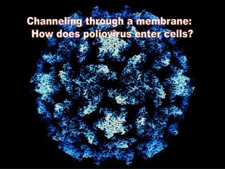 Channeling through a membrane: How does poliovirus enter cells?