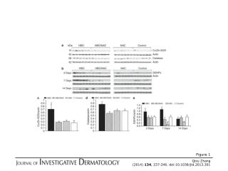 Qixu Zhang (2014) 134 , 237-246. doi:10.1038/jid.2013.301