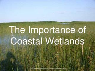 The Importance of Coastal Wetlands