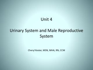 Unit 4 Urinary System and Male Reproductive System