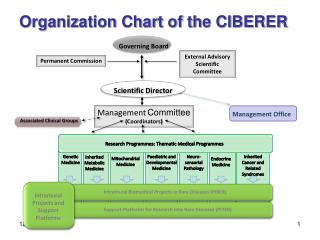 Organization Chart of the CIBERER