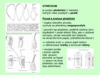 Pů vod a evoluce plodolist ů • orgány listového p ů vodu , vyvinuly se  přeměnou megasporofylů