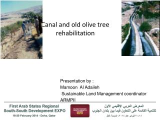 Canal and old olive tree rehabilitation