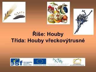 Říše: Houby Třída: Houby vřeckovýtrusné