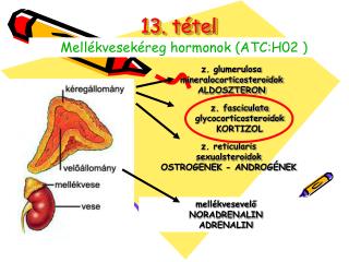 13. tétel