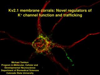 Kv2.1 membrane corrals: Novel regulators of K + channel function and trafficking