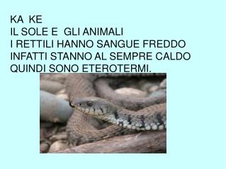 KA KE IL SOLE E GLI ANIMALI