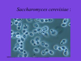Saccharomyces cerevisiae  :