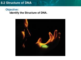 Objective: Identify the Structure of DNA.