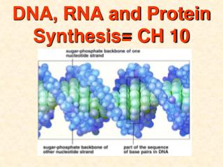 DNA, RNA and Protein Synthesis= CH 10