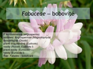 Fabaceae – bobovité