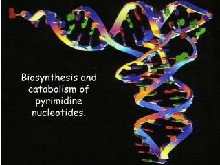 Biosynthesis and catabolism of pyrimidine nucleotides.