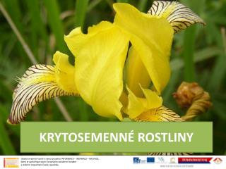 KRYTOSEMENNÉ ROSTLINY