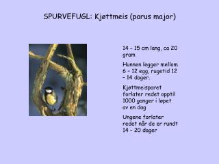 SPURVEFUGL: Kjøttmeis (parus major)