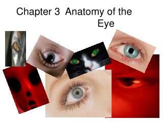 Chapter 3 Anatomy of the 	 			Eye
