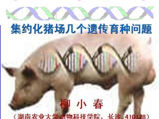 一、猪育种工作的回顾 二、猪育种的主要技术环节 三、猪杂种优势利用 四 、猪的主要性状的遗传
