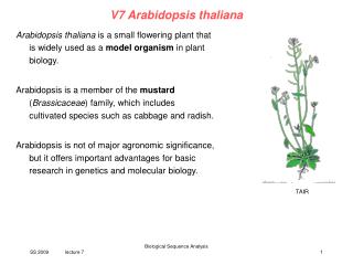 V7 Arabidopsis thaliana
