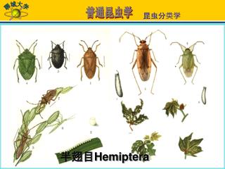 半翅目 Hemiptera