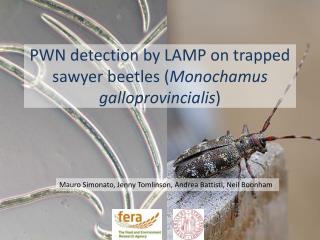 PWN detection by LAMP on trapped sawyer beetles ( Monochamus galloprovincialis )