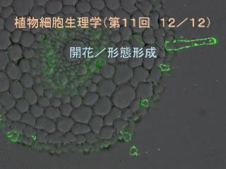 植物細胞生理学（第１１回　１２／１２） 開花／形態形成