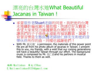 漂亮的台灣水雉 What Beautiful Jacanas in Taiwan !