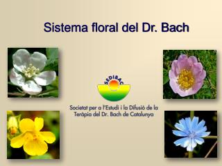 Sistema floral del Dr. Bach