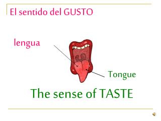 El sentido del GUSTO lengua