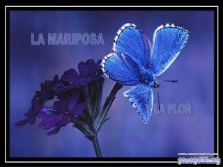 LA MARIPOSA