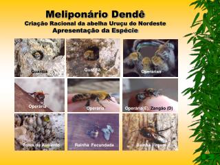 Meliponário Dendê Criação Racional da abelha Uruçu do Nordeste Apresentação da Espécie
