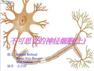 不可思议的神经细胞 ( 上 )