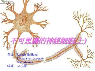 不可思議的神經細胞 ( 上 )