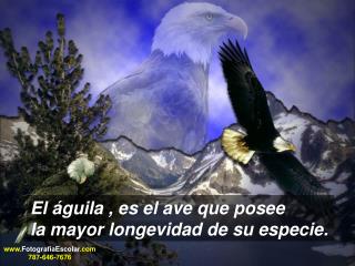 El águila , es el ave que posee la mayor longevidad de su especie.