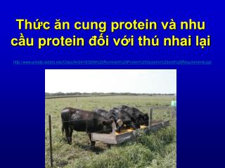 Thức ăn cung protein và nhu cầu protein đối với thú nhai lại