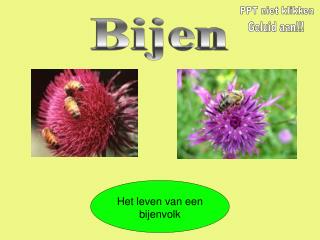 Bijen